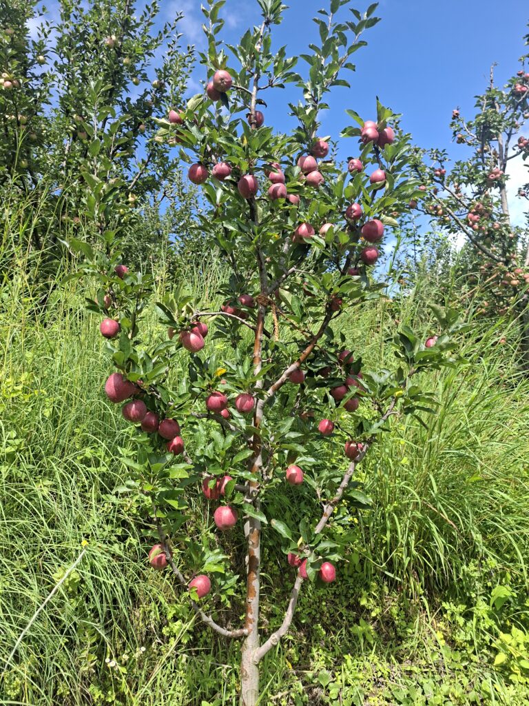 Royal Delicious apple tree in Alpine Apple orchard, Theog Shimla Himachal Pradesh