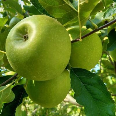 Alpine Granny Smith Apples – Pure Mountain Crunch