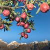 Apples-in-Kinnaur-2-2